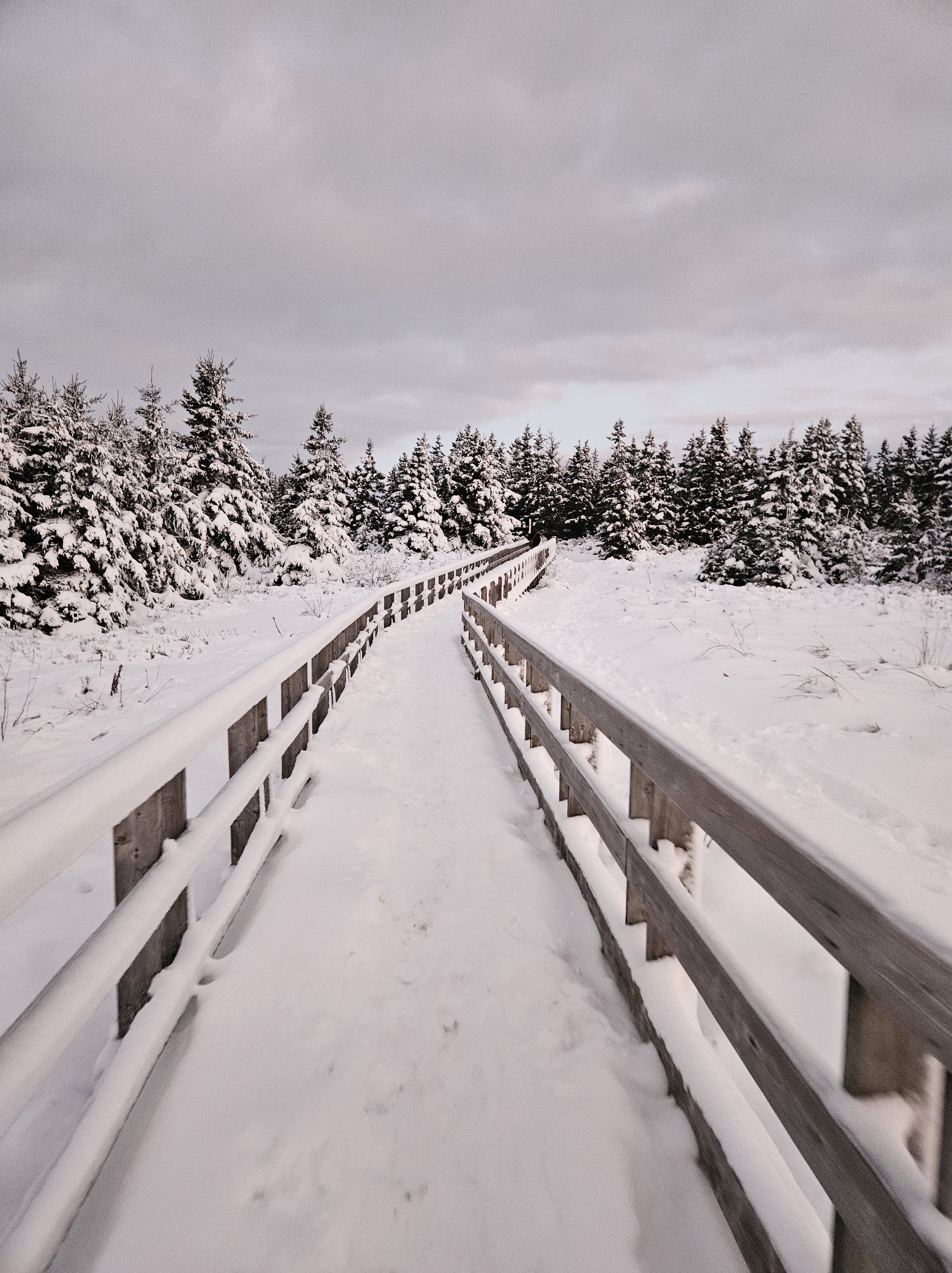 In the Northern Wood